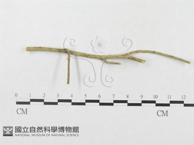 登錄號:F0019301藏品圖，第4張