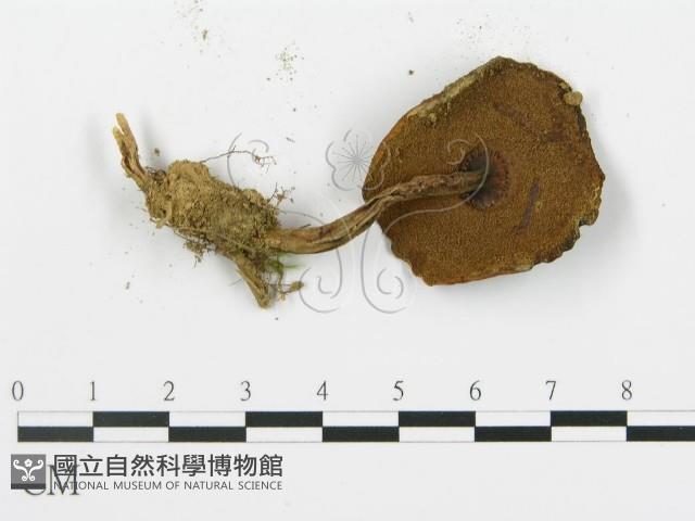 登錄號:F0013301藏品圖，第4張