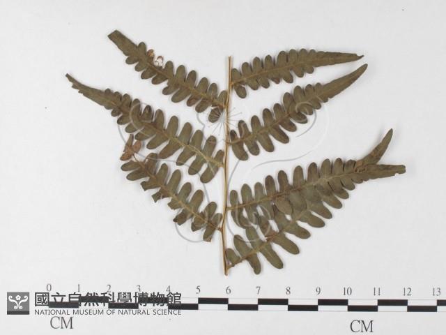 登錄號:F0026211藏品圖，第4張