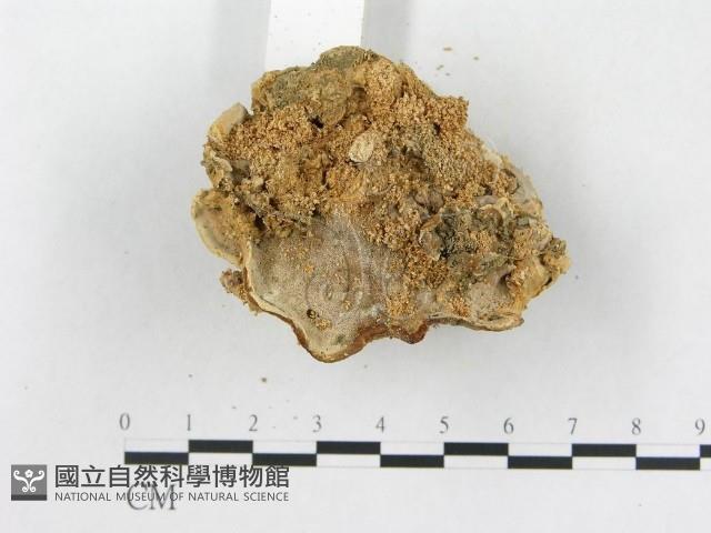 登錄號:F0016211藏品圖，第4張
