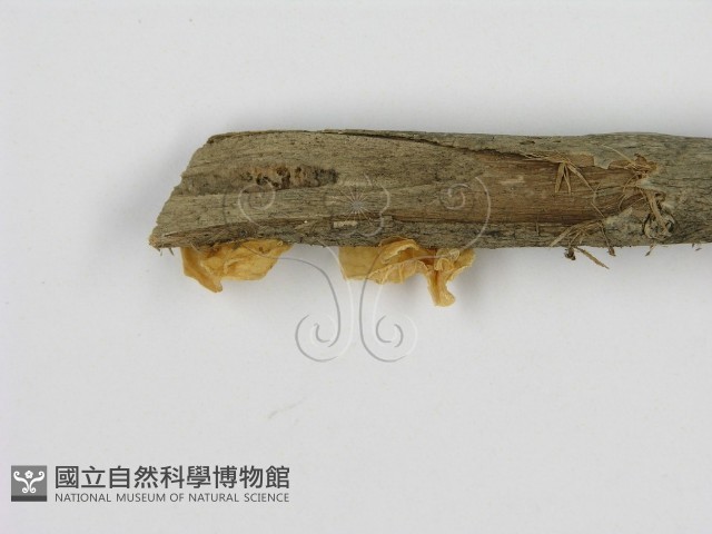 登錄號:F0014211藏品圖，第4張