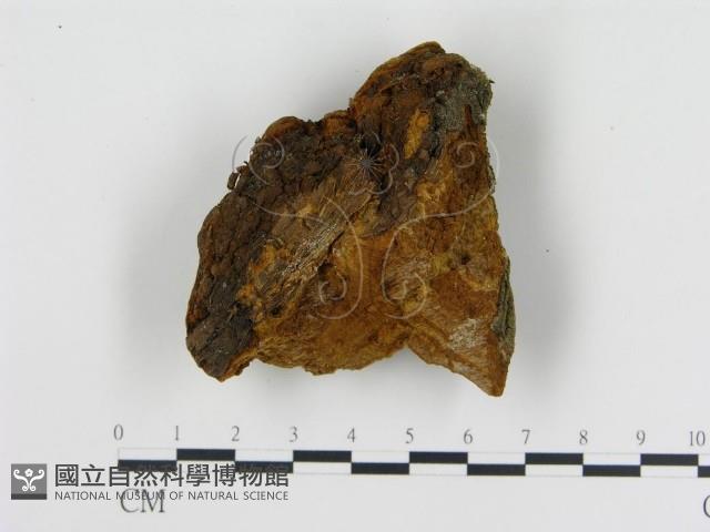登錄號:F0019811藏品圖，第4張