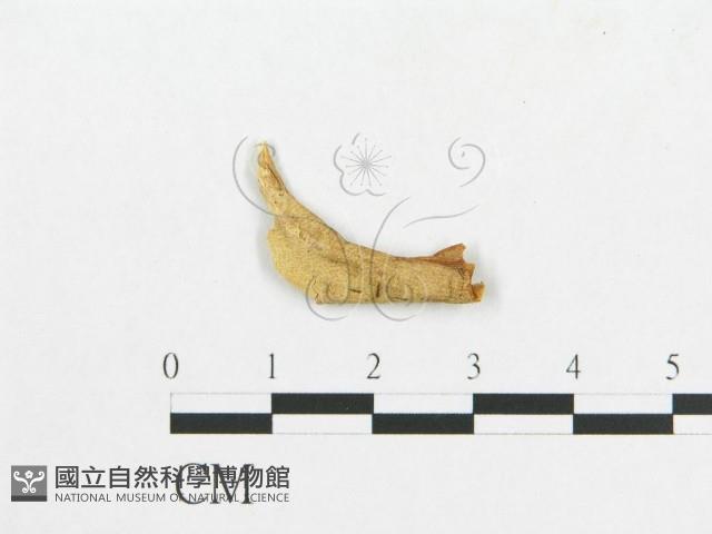 登錄號:F0019911藏品圖，第4張