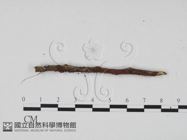 登錄號:F0013911藏品圖，第4張