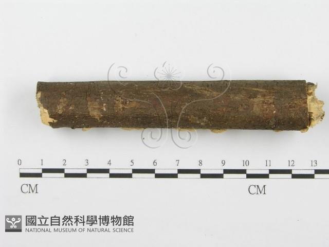 齒耳菌屬藏品圖，第4張