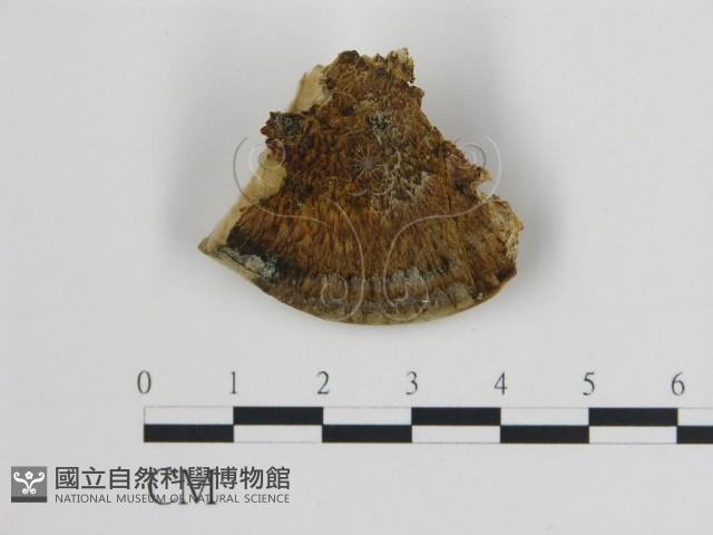 登錄號:F0017611藏品圖，第4張