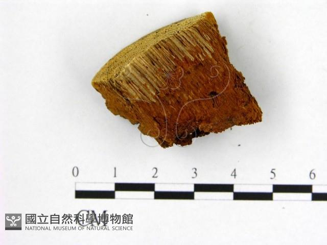 登錄號:F0009611藏品圖，第4張