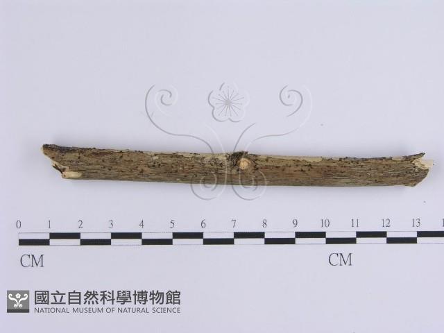 登錄號:F0002411藏品圖，第4張