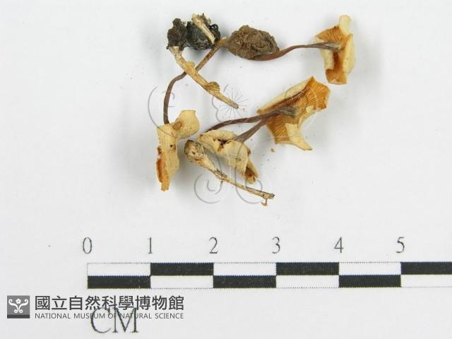 微皮傘屬藏品圖，第4張