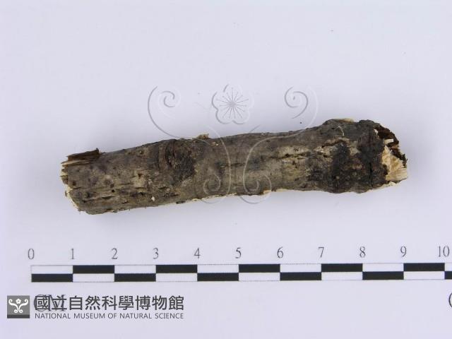 登錄號:F0015411藏品圖，第4張