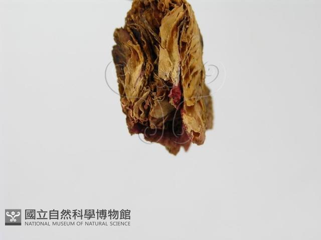 紅菇屬藏品圖，第4張