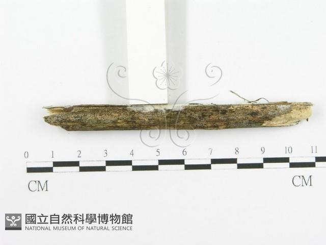 登錄號:F0020511藏品圖，第4張