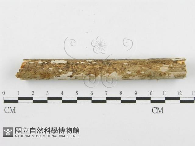 登錄號:F0000511藏品圖，第4張