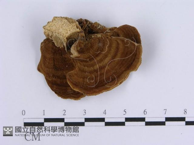 登錄號:F0004511藏品圖，第4張