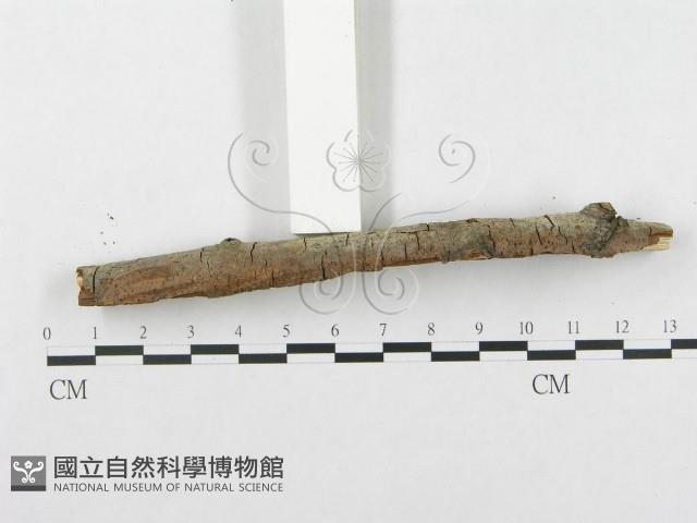 登錄號:F0002511藏品圖，第4張