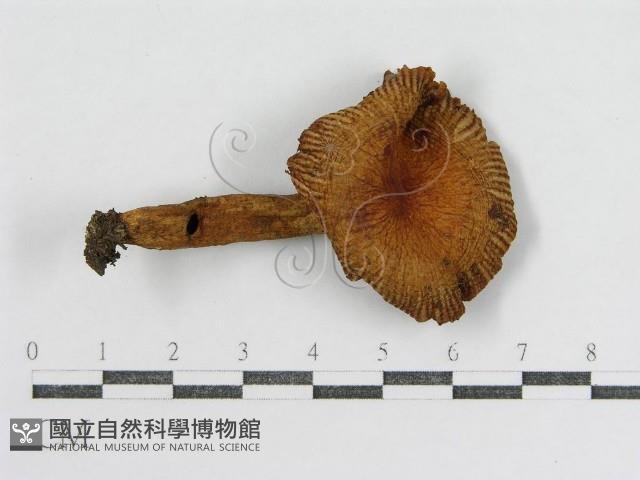 登錄號:F0012511藏品圖，第4張