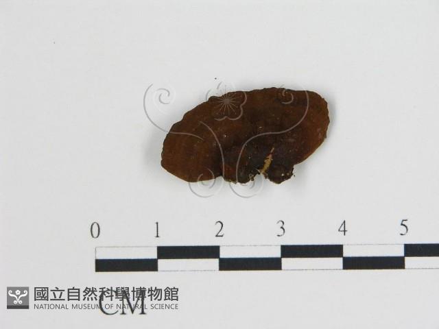 登錄號:F0017511藏品圖，第4張