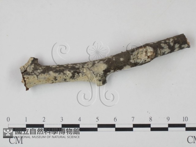 登錄號:F0022111藏品圖，第4張
