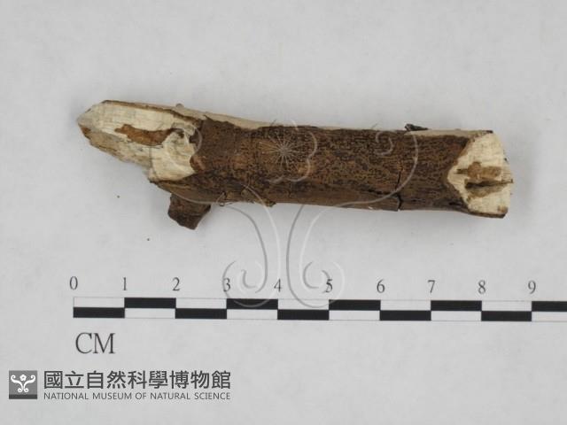 刺皮菌屬藏品圖，第4張