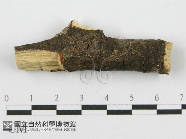 筍殼菌屬藏品圖，第4張