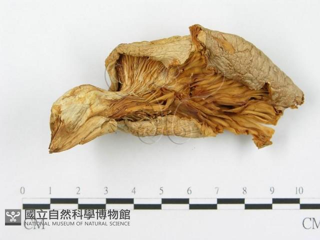 登錄號:F0014011藏品圖，第4張