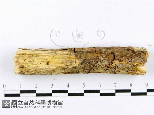 登錄號:F0015011藏品圖，第4張