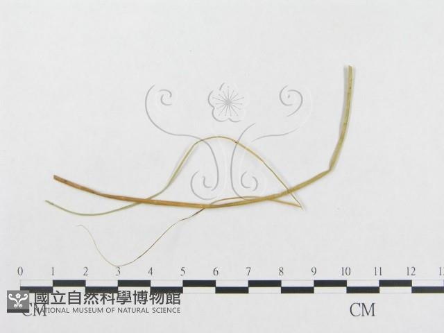 登錄號:F0019311藏品圖，第4張