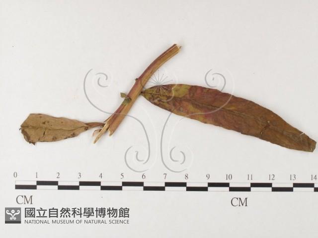 登錄號:F0026251藏品圖，第4張