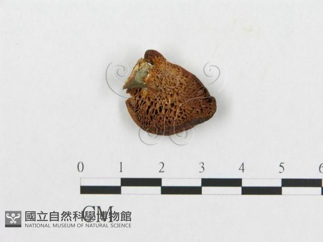 登錄號:F0001251藏品圖，第4張