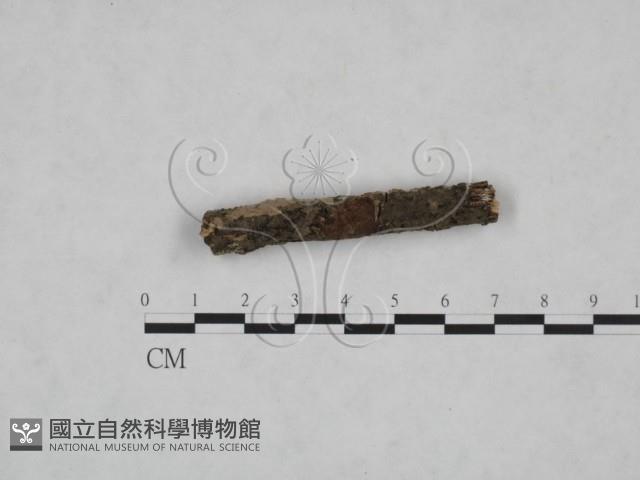 顯絲菌屬藏品圖，第4張