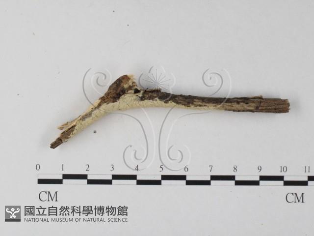 登錄號:F0023851藏品圖，第4張