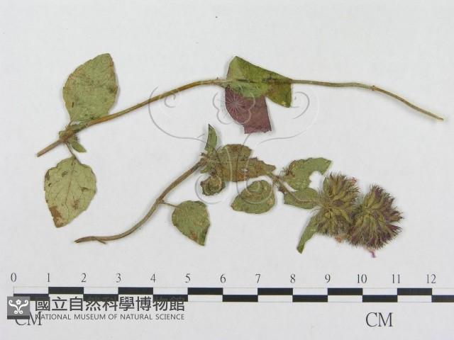 登錄號:F0018951藏品圖，第4張
