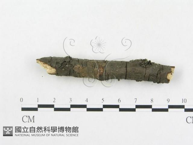 登錄號:F0016951藏品圖，第4張