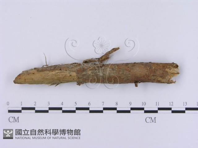 登錄號:F0002951藏品圖，第4張