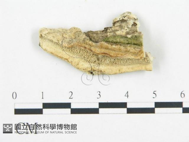 登錄號:F0017651藏品圖，第4張
