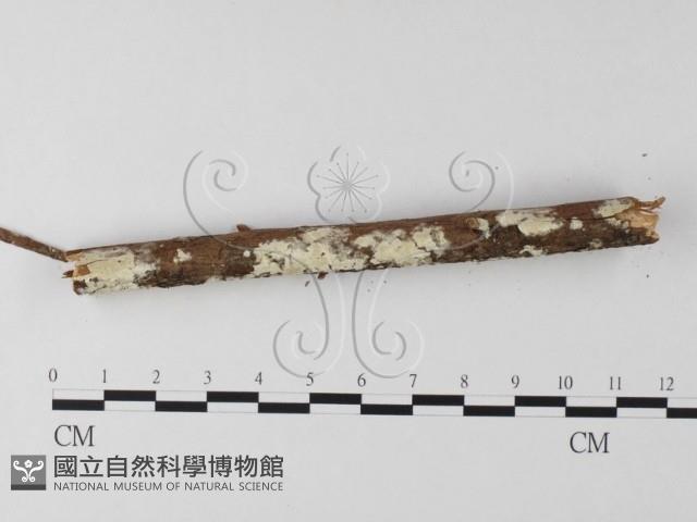 登錄號:F0025651藏品圖，第4張