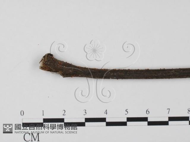 登錄號:F0019651藏品圖，第4張