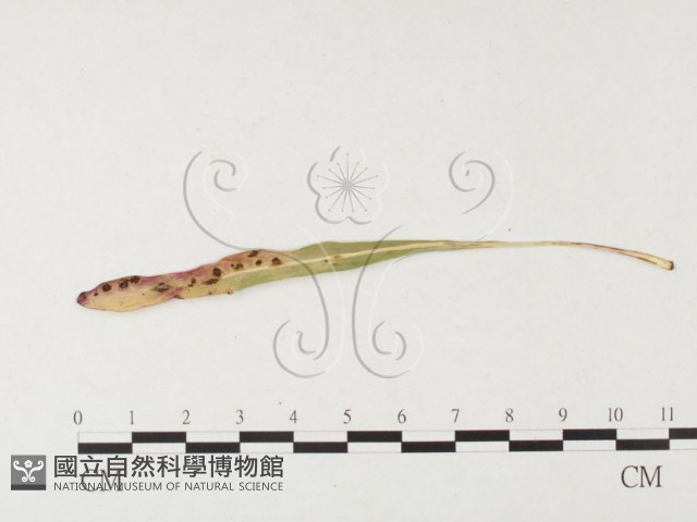 登錄號:F0026451藏品圖，第4張