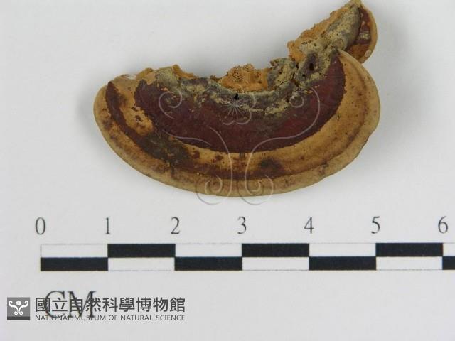 登錄號:F0016451藏品圖，第4張