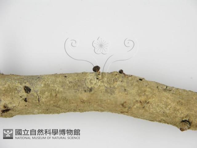 登錄號:F0001451藏品圖，第4張