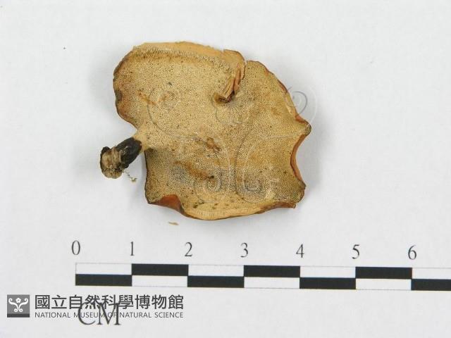 登錄號:F0011451藏品圖，第4張