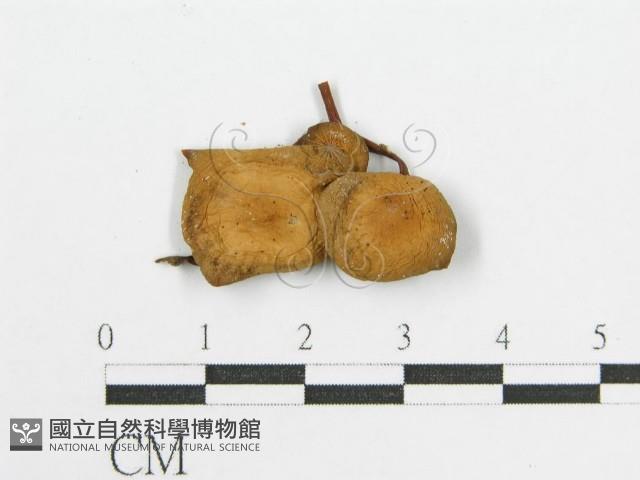 登錄號:F0012751藏品圖，第4張