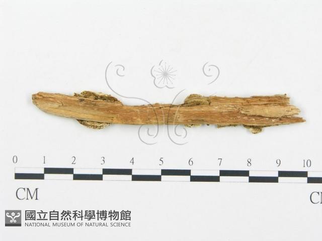 登錄號:F0019751藏品圖，第4張