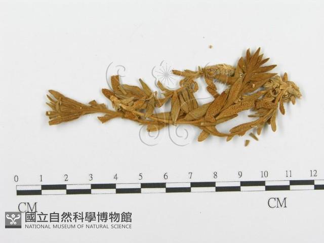登錄號:F0011551藏品圖，第4張
