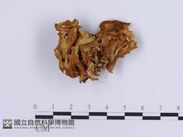 登錄號:F0008151藏品圖，第4張