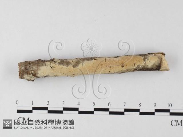 登錄號:F0020151藏品圖，第4張