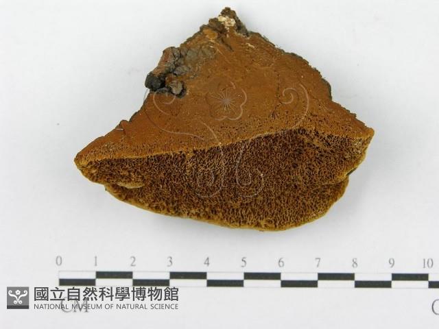 登錄號:F0014151藏品圖，第4張