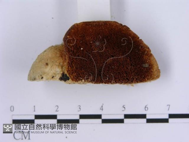 登錄號:F0007151藏品圖，第4張