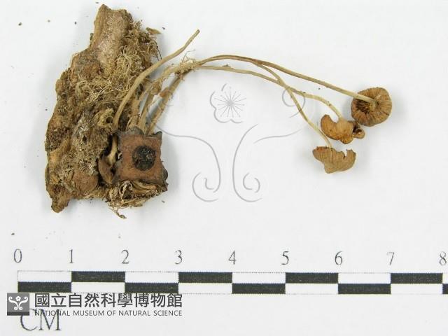 登錄號:F0019151藏品圖，第4張