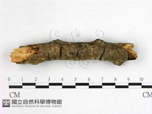 登錄號:F0001051藏品圖，第4張